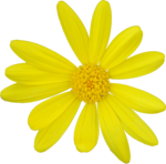 20070325_Euryops-daisy2.png