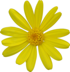 20070325_Euryops daisy.png