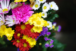 20070325_flower.jpg