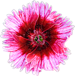 20070702flower.png