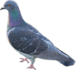 20070702pigeon.png